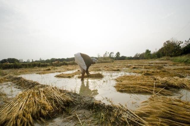 पंजाब : बारिश ने  बढ़ायी  किसानों की चिंता, आंधी-पानी से खेत में तैयार फसल गिरी 