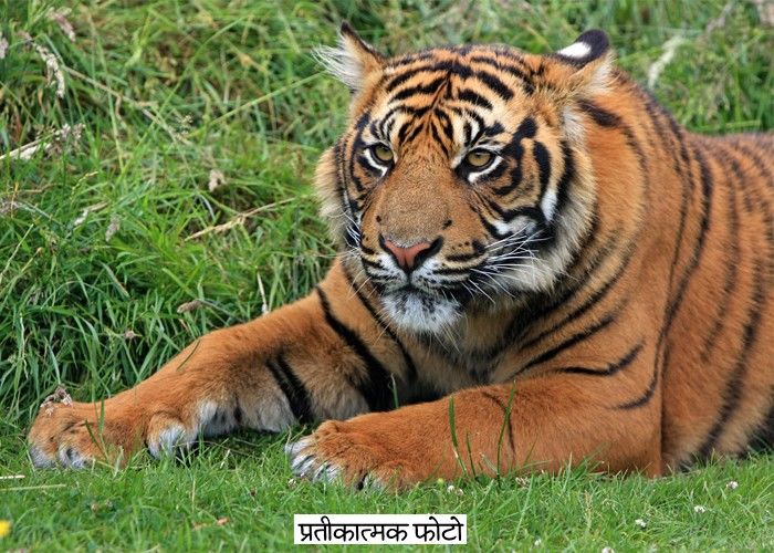 बाघ के हमले में किसान जख्मी