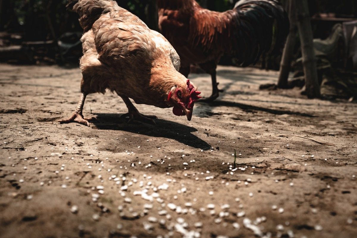 पहले से नुकसान झेल रहे मुर्गी पालकों तक नहीं पहुंच पा रहा पोल्ट्री फीड