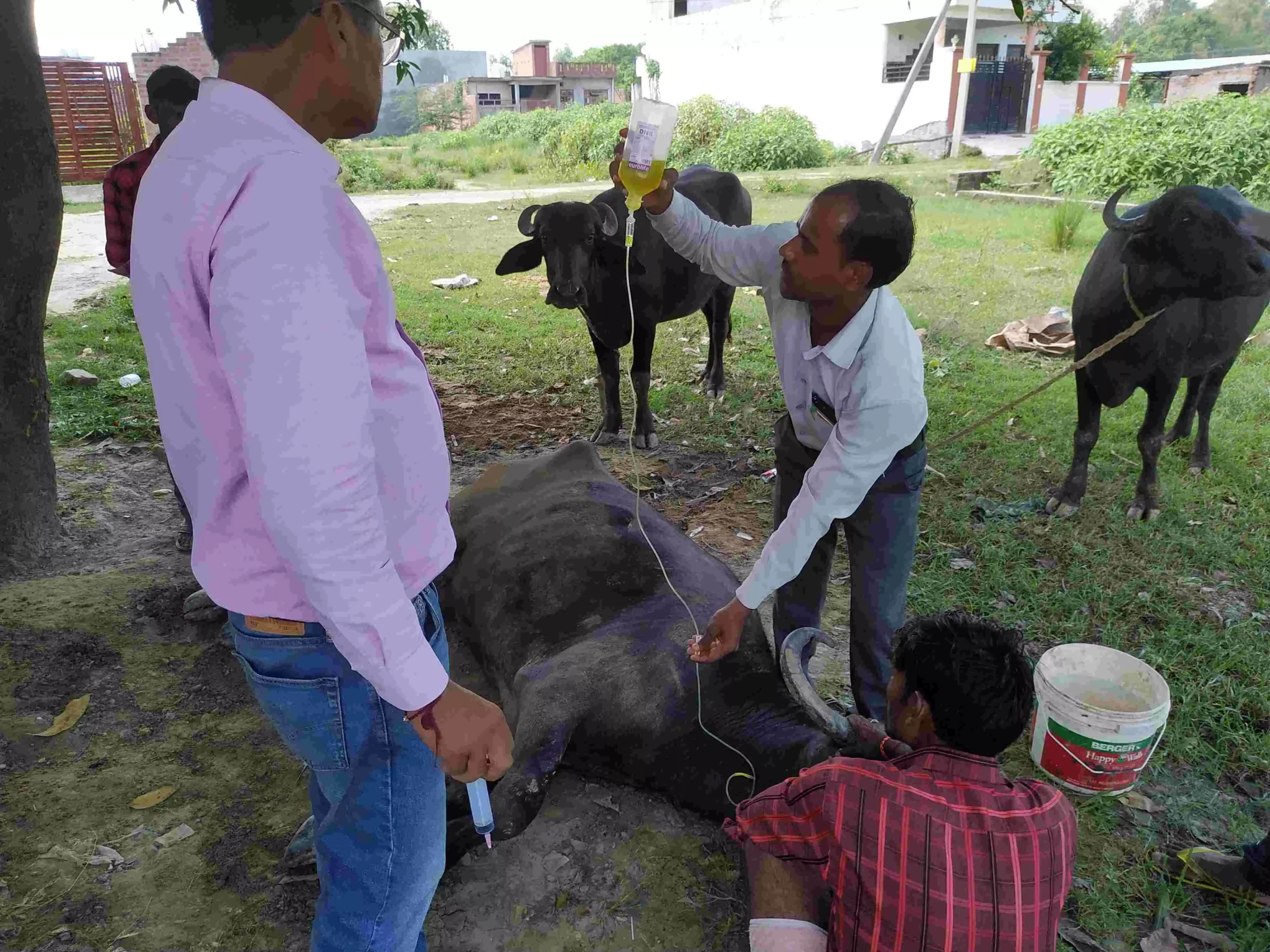 गांव में डॉक्‍टर्स की टीम भैंसों का इलाज करने में जुटी है।