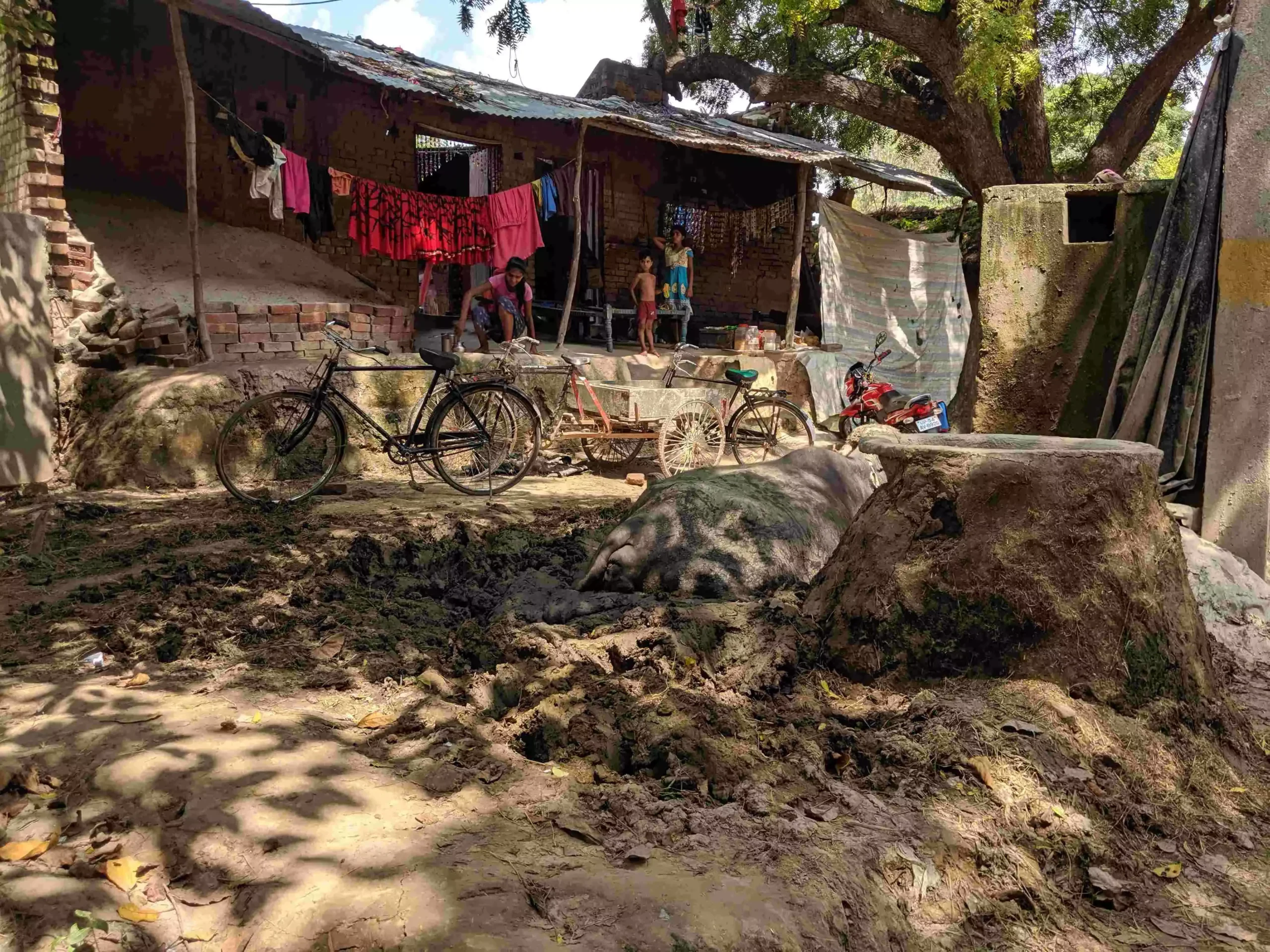 Uncleanliness is the main risk factor for mosquito-borne diseases