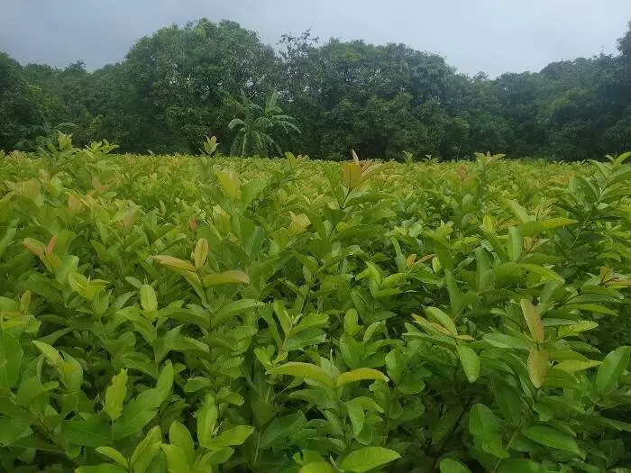 With the help of self-help groups women grow fruit-bearing trees, like mango, lime and guava, and sell them.