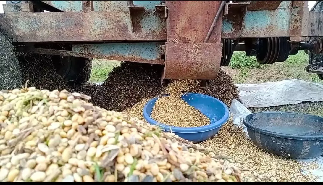 ज्यादा बारिश के बाद अंकुरित होने लगती है सोयबीन