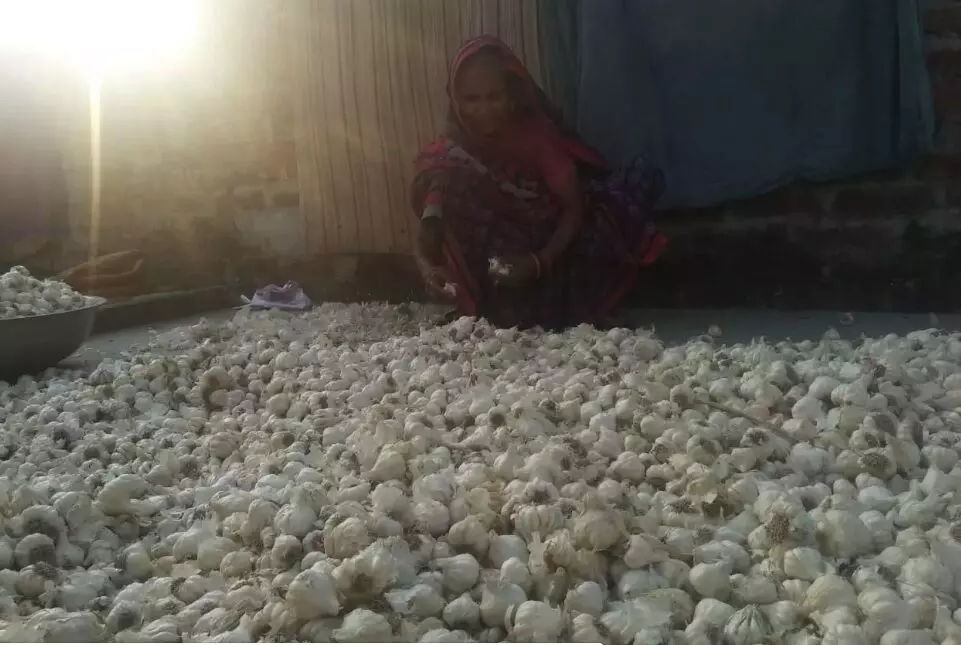 In Ramnagar mandi in Barabanki district, garlic is selling at Rs 220 per kilo, which is at a record high.