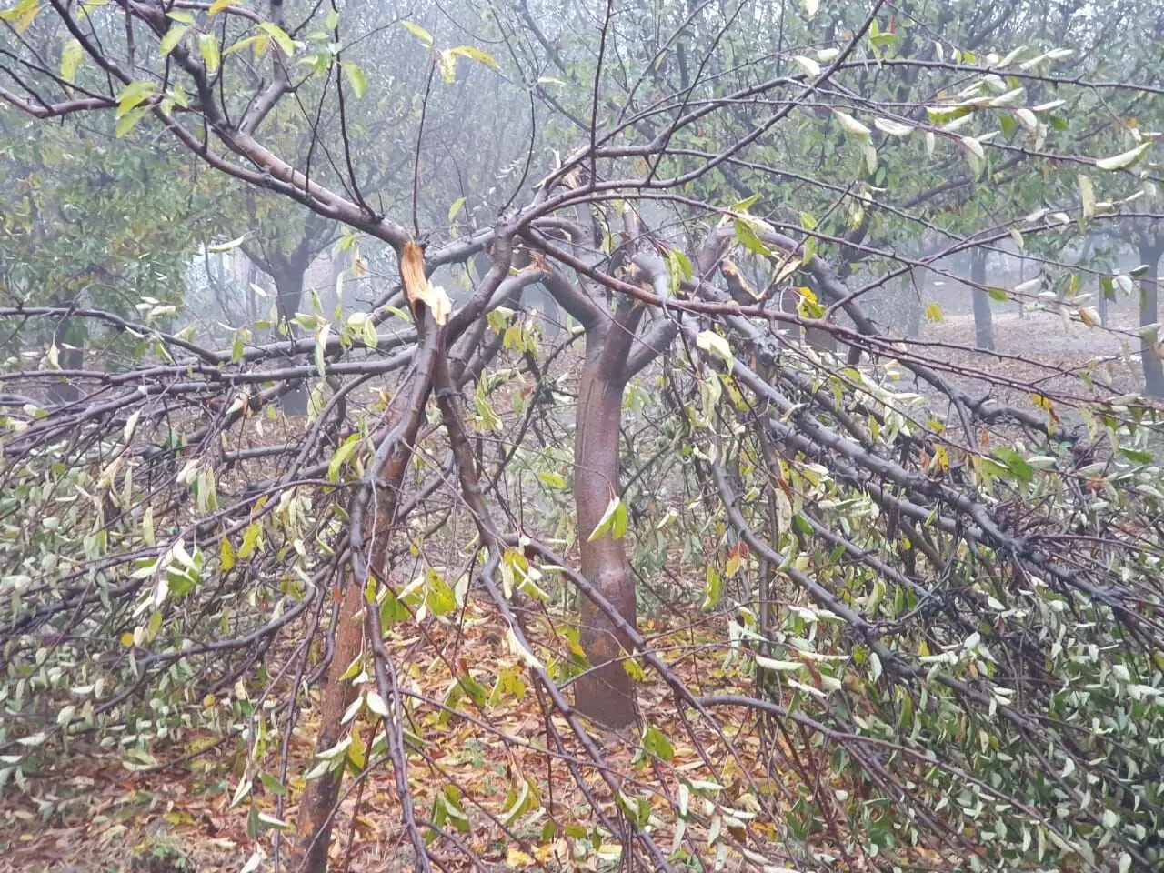 जम्मू-कश्मीर में 50 प्रतिशत से ज्यादा किसानों को पेड़ टूटने से हुआ नुकसान।