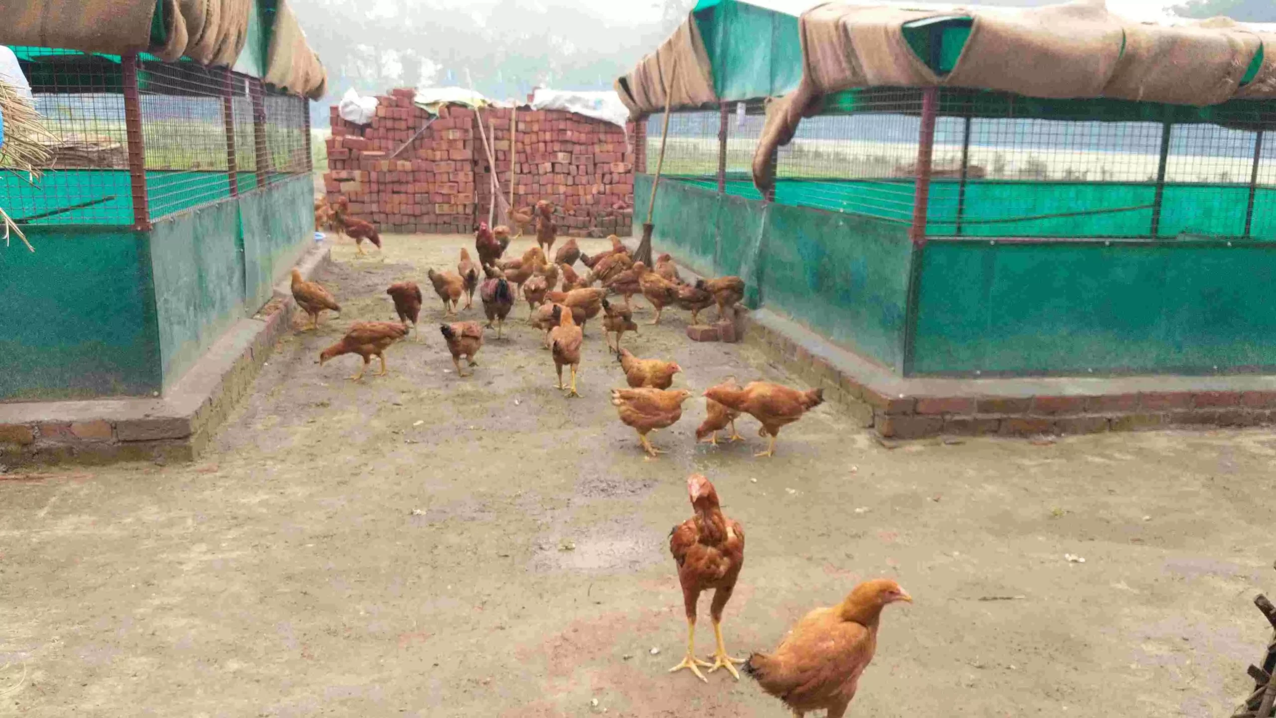 मुर्गियों को पूरी तरह से प्राकृतिक परिवेश में रखा जाता है।
