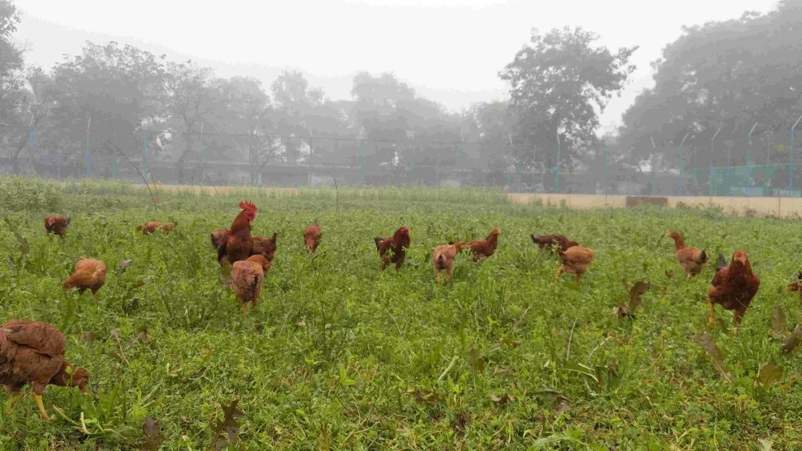 मुर्गियों को चारे में बरसीम और मोरिंगा दिया जाता है।