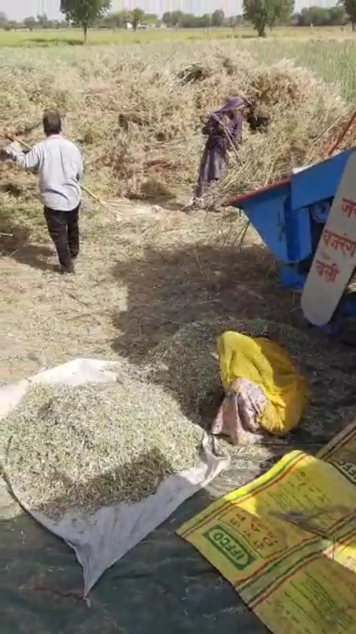 किसानों का आरोप है कि वे अपनी रबी फसलों को बेचने में असमर्थ हैं। वहीं सरकारी अधिकारियों का दावा है कि किसानों द्वारा अपनी उपज बेचने पर कोई प्रतिबंध नहीं है। साभार: प्रदीप खुजा किसानों का आरोप है कि वे अपनी रबी फसलों को बेचने में असमर्थ हैं। वहीं सरकारी अधिकारियों का दावा है कि किसानों द्वारा अपनी उपज बेचने पर कोई प्रतिबंध नहीं है। साभार: प्रदीप खुजा