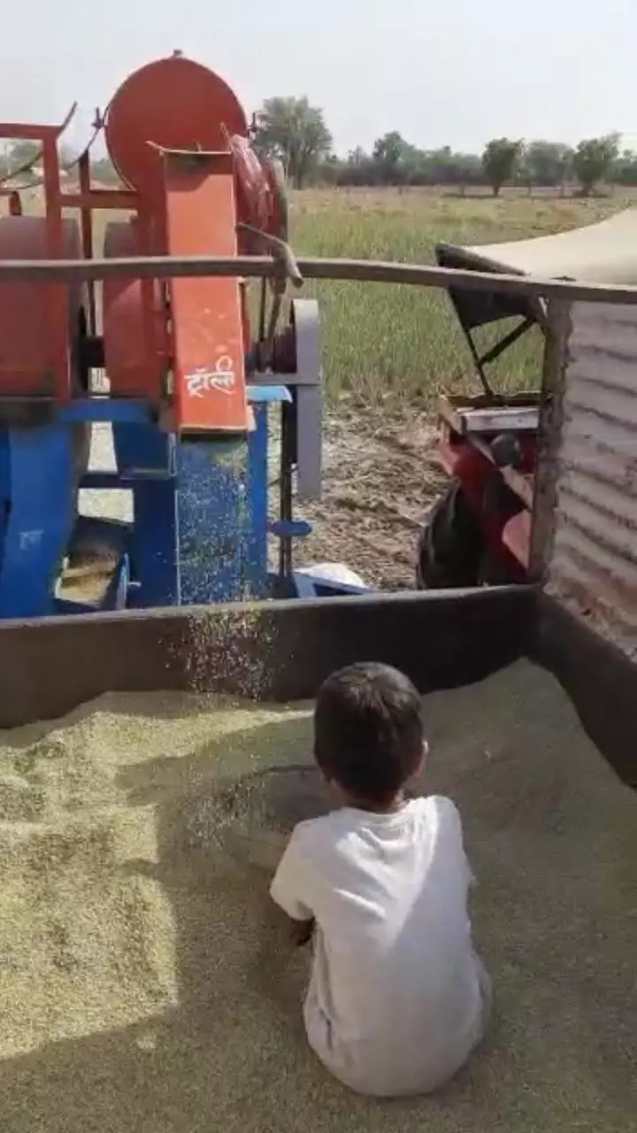 टिड्डियों के हमले और बेमौसम बारिश के कारण भारी फसल के नुकसान के बाद राजस्थान के किसान अब अपनी रबी की फसल को बेचने में असमर्थ हैं। साभार: प्रदीप खोजा टिड्डियों के हमले और बेमौसम बारिश के कारण भारी फसल के नुकसान के बाद राजस्थान के किसान अब अपनी रबी की फसल को बेचने में असमर्थ हैं। साभार: प्रदीप खोजा