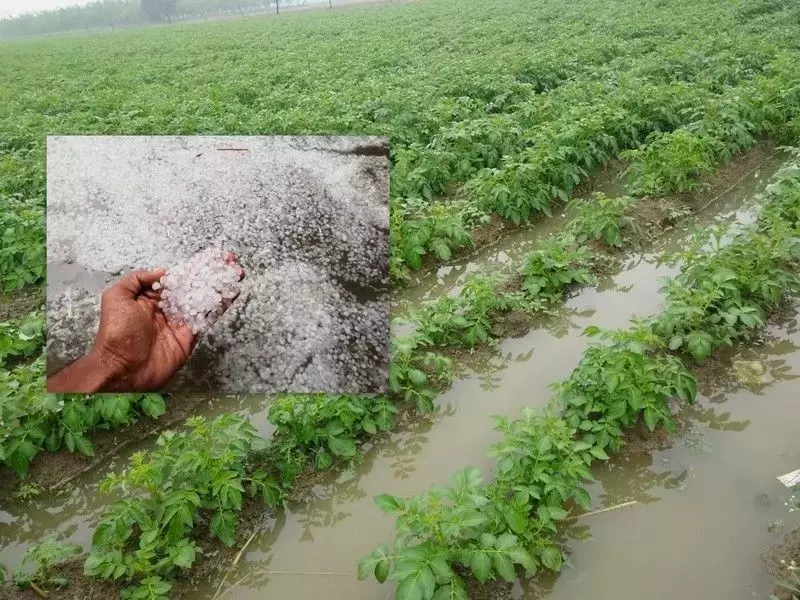 मार्च और मई के बीच हुई भारी बारिश और ओलावृष्टि से किसानों को बहुत नुकसान हुआ है मार्च और मई के बीच हुई भारी बारिश और ओलावृष्टि से किसानों को बहुत नुकसान हुआ है