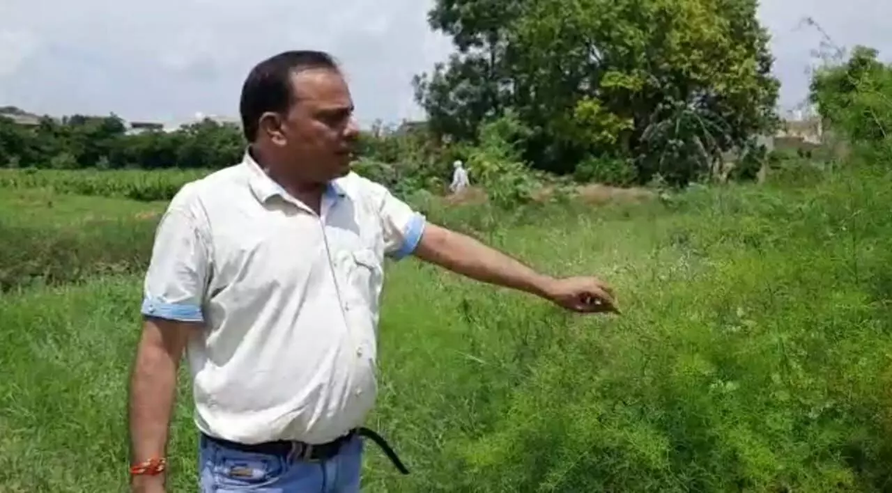 सर्पगंधा, सतावरी, अकरकरा, एलोवेरा जैसी करीब 25 से अधिक मेडिसिनल प्लांट की खेती कर रहे हैं अशोक चौहान। फोटो : गाँव कनेक्शन