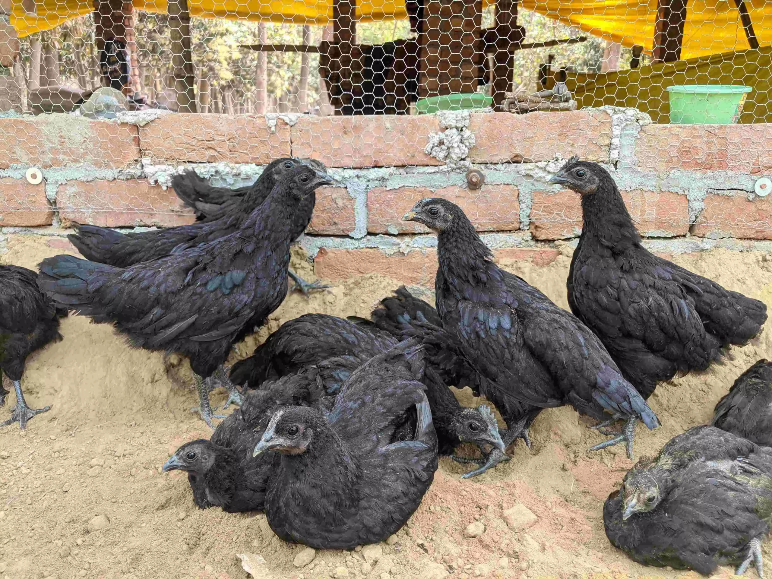 फोटो: दिवेंद्र सिंह