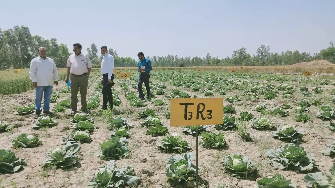 केवीके कटिया में लगी अनाज और सब्जियों की किस्में दिखाते डॉ. आनंद सिंह।