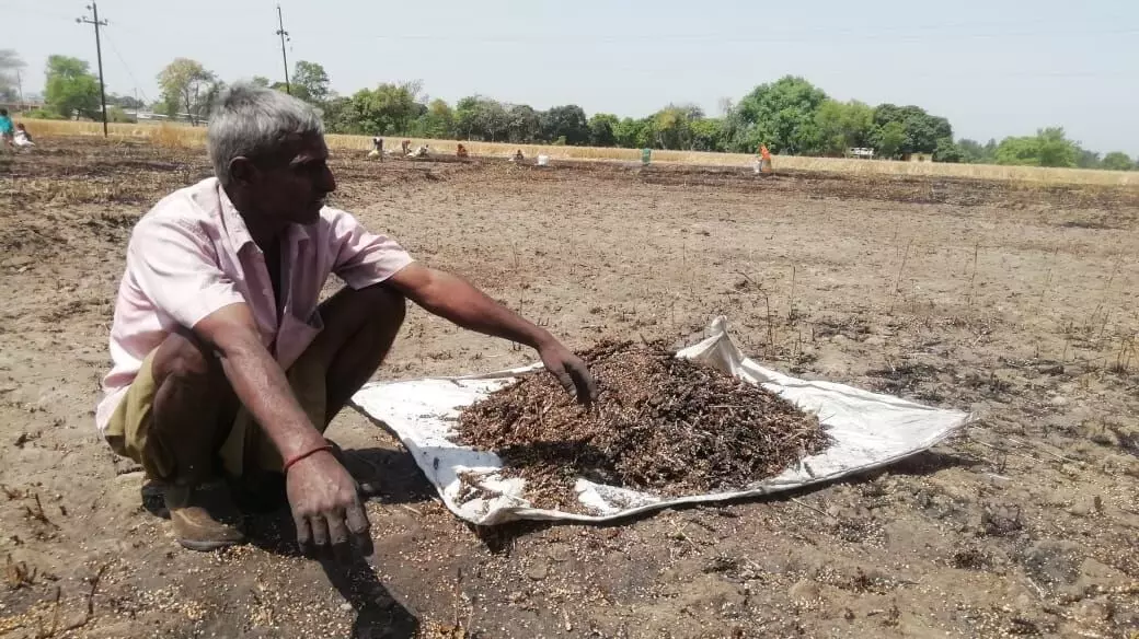 यूपी के शाहजहांपुर में गेहूं की फसल जलने के बाद बचे अनाज के दाने बटोरता किसान। फोटो- रामजी मिश्र