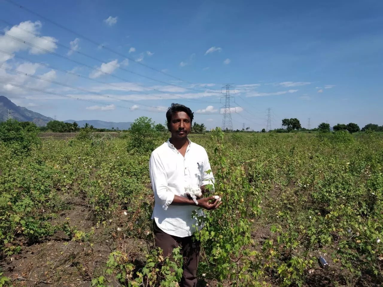 कपास की ऐतिहासिक किस्म को बचाने का प्रयास कर रहे हैं वी स्वामीनाथन। (फोटो- पंकजा श्रीनिवासन)