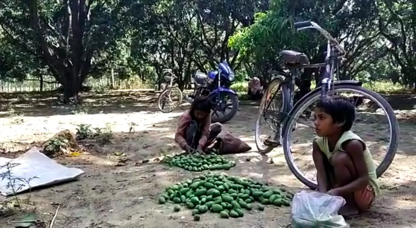 तेज हवाओं से आम गिर गए।