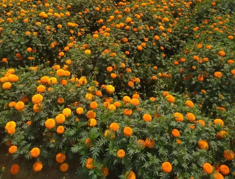 पिछले साल भी कोरोना की वजह से इन्हें काफी नुकसान उठाना पड़ा था।
