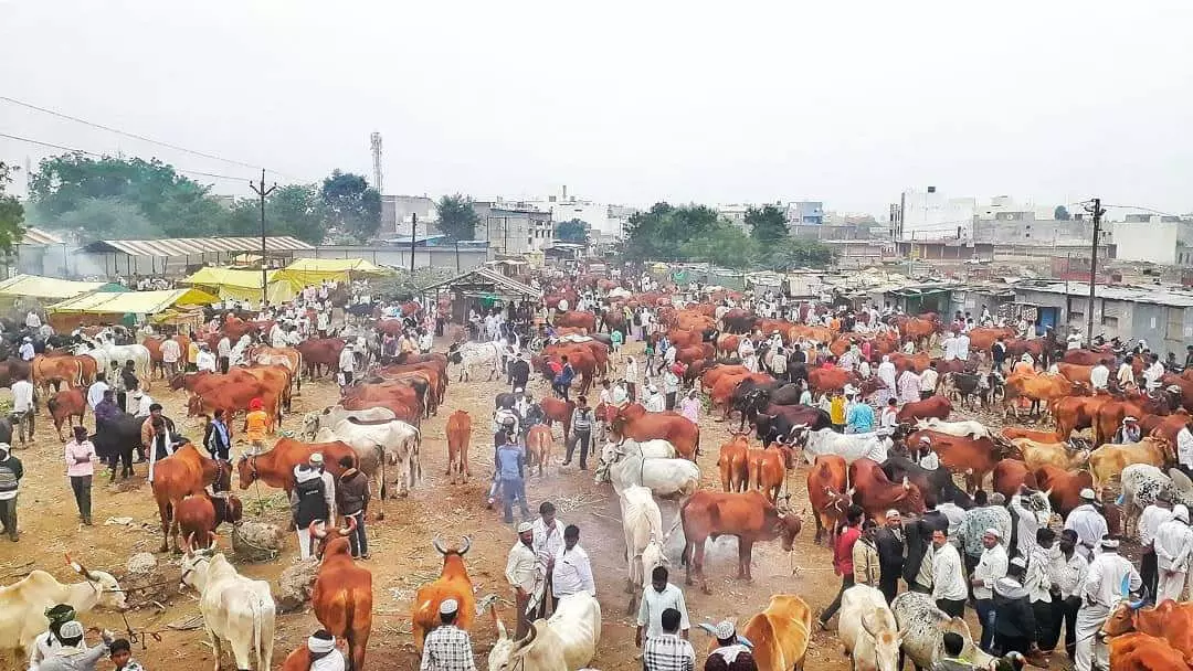 पिछले साल भी लॉकडाउन के चलते इस समय पशु बाजार नहीं लग पाया था, इस बार भी वही हाल है। फाइल फोटो साभार: मार्केट गली (फेसबुक)