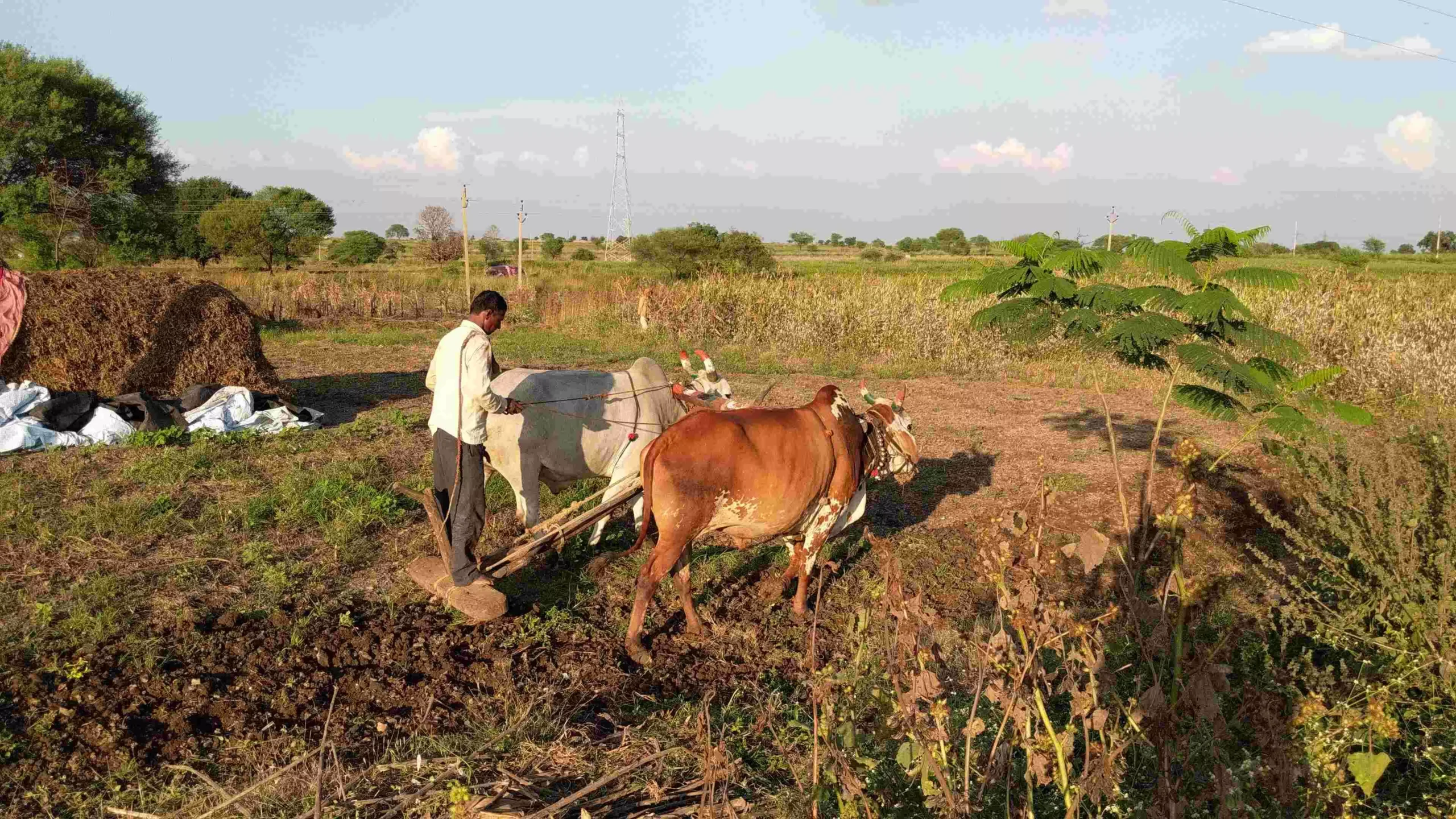 महाराष्ट्र में अभी भी बहुत से किसान बैलों से ही खेती करते हैं। फोटो: दिवेंद्र सिंह