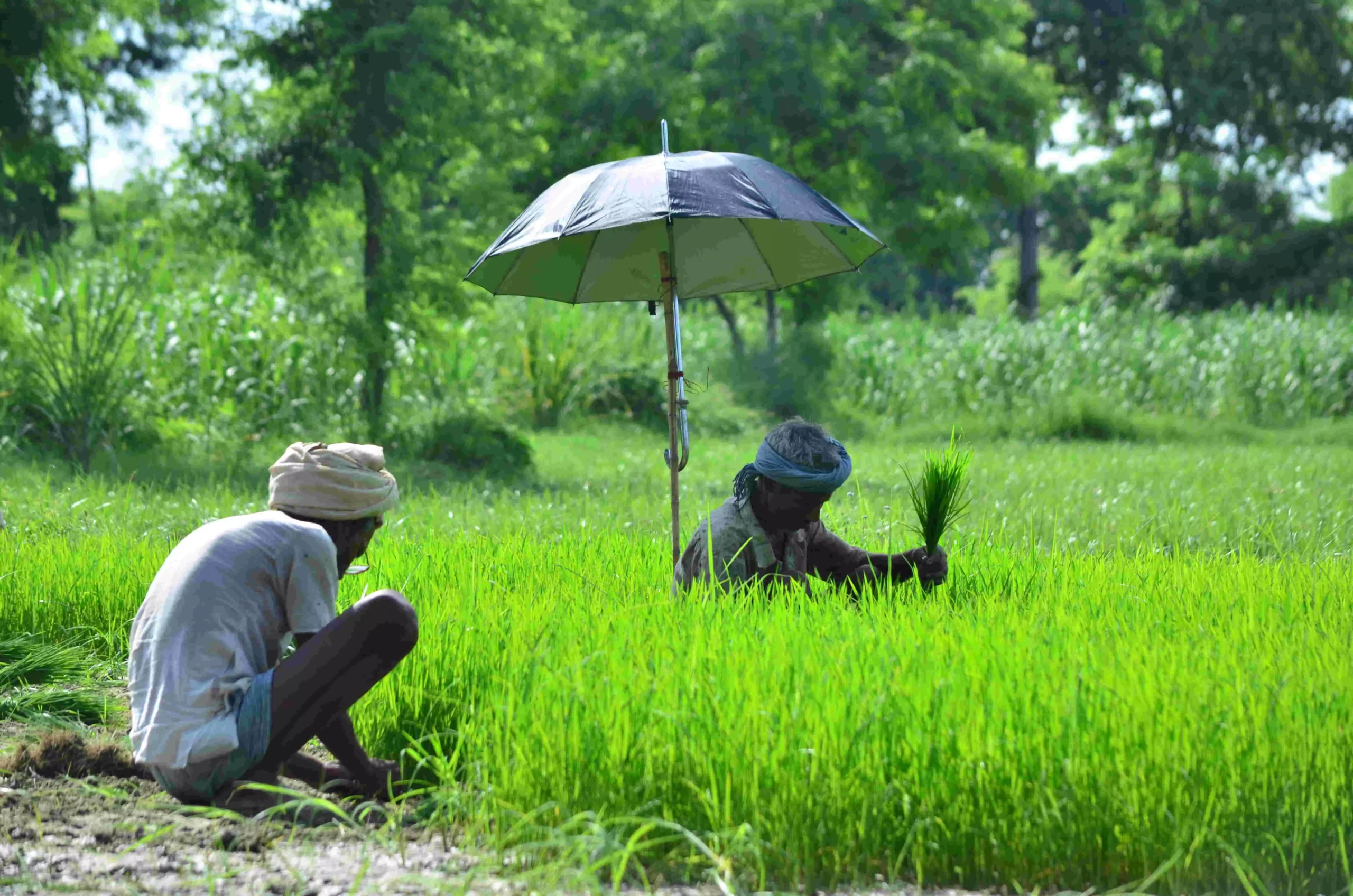 फोटो: गाँव कनेक्शन