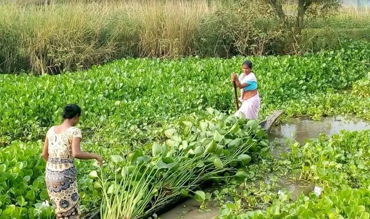 झील से जलकुंभी निकालते हुए महिलाएं।