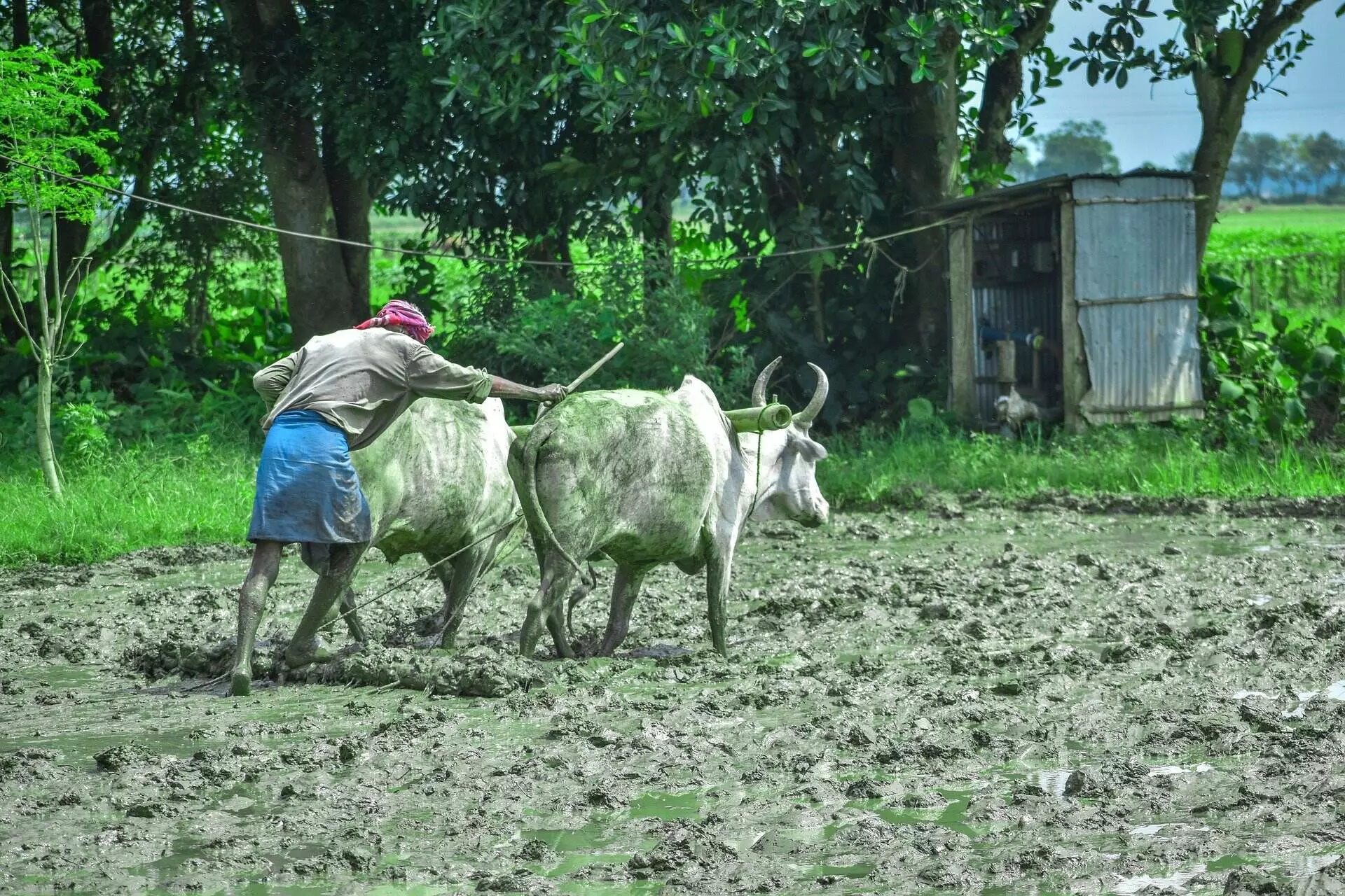 असिंचित इलाकों का दर्द अलग है क्योकि सबसे अधिक फसलों की खरीद सिंचित इलाके में होती है। सभी फोटो: पिक्साबे