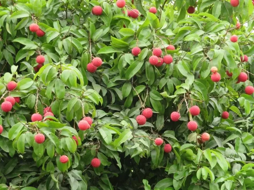 गंडकी योगिता किस्म, फोटो: लीची अनुसंधान केंद्र