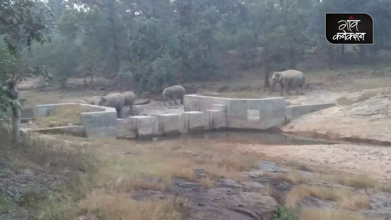 छत्तीसगढ़ में हाथियों के लिए अलग से अभयारण्य बनाने की प्रक्रिया भाजपा के शासनकाल में 2005 से ही चल रही है। सभी फोटो: आलोक शुक्ल