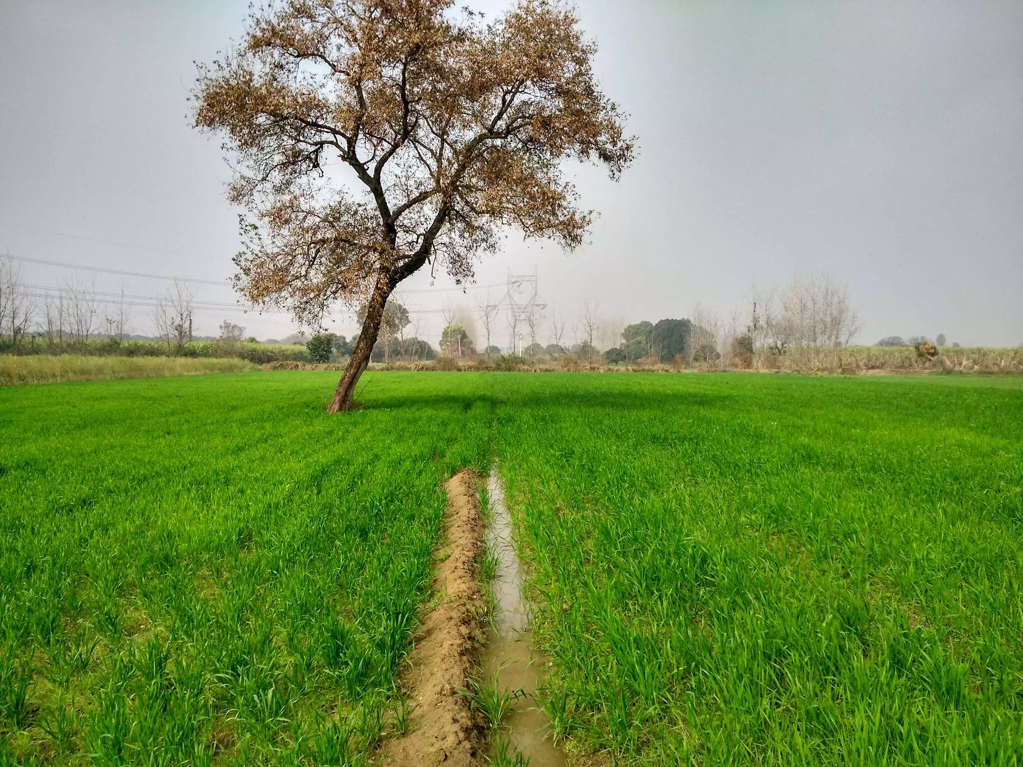 गेहूं की अगैती फसल। फोटो अरेंजमेंट