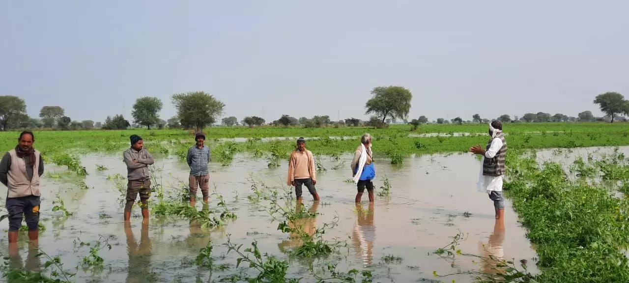 झांसी जिले के कई इलाकों में ऐसे पानी में डूबी नजर आईं फसलें।