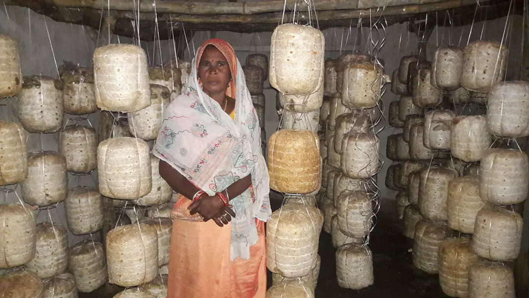 अपने कुटीर में मशरूम बैगों के बीच बड़ी बाई गोंड। फोटो- अरुण सिंह