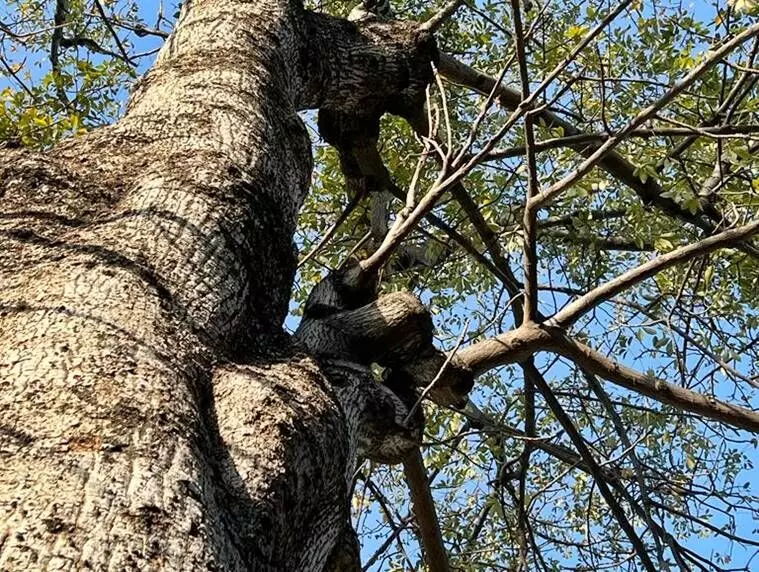The Semal tree grows well and in abundance both in rural and urban areas, and watching them change colour from golden yellow to a striking red is gratifying, more so in this hectic lifestyle we follow.