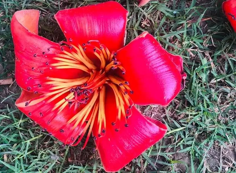 The tree blooms with red succulent flowers in the Basant season.