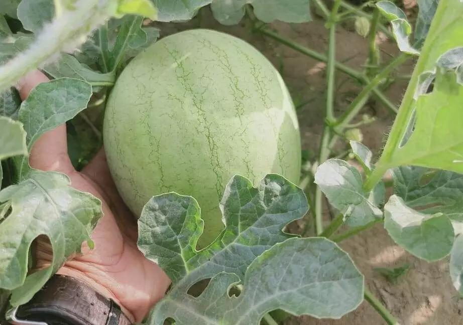 सरस्वती किस्म का तरबूज