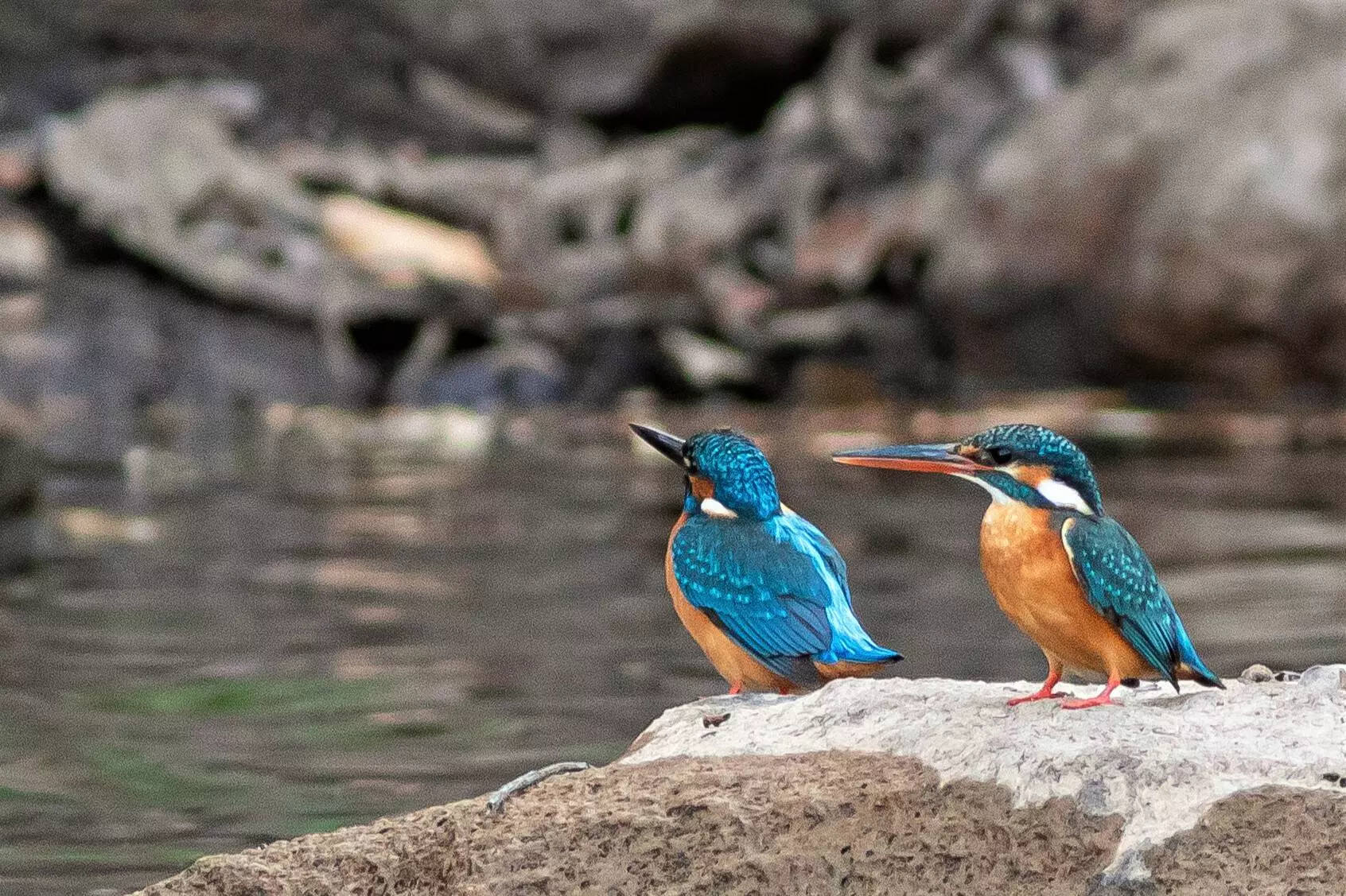 Common Kingfisher. Photo by: Vedant Sapra.