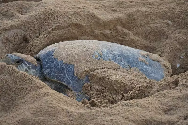 The turtle eggs usually take 45 days to hatch. Photo by Ashis Senapati