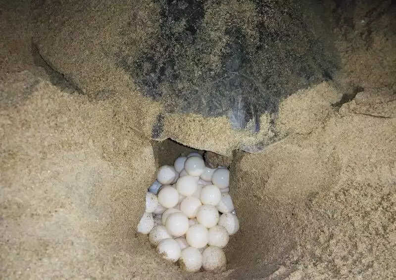 The coast of Odisha is the largest mass nesting site of these turtles around the world.