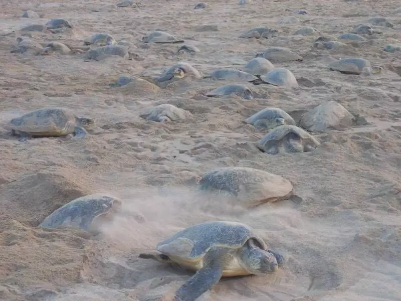 These small strips of land in the midst of the blue waters of the Bay of Bengal provide the ideal conditions for these turtles to lay their eggs as there are no predators or human habitation on these islands.