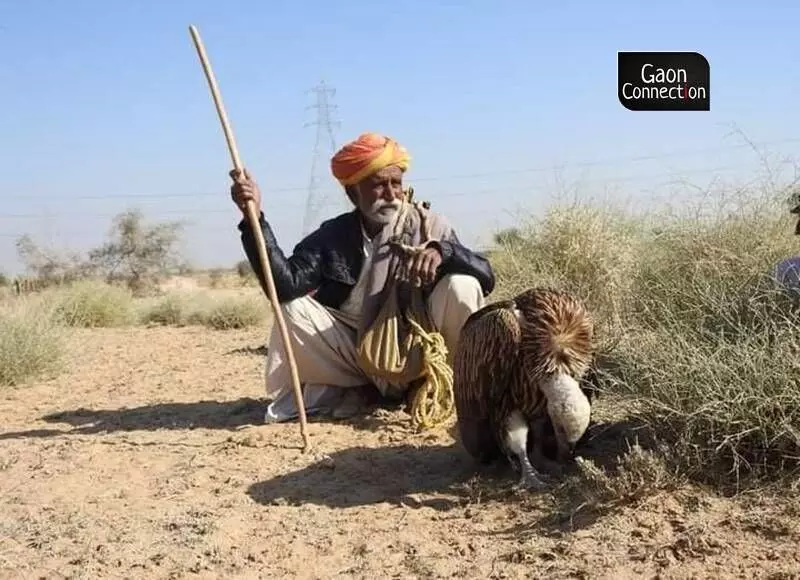 Not just the bustard, these cattle rearers also help in conserving other endangered birds of prey such as the Indian vulture. Photo by arrangement