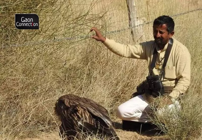 According to the Britannica website, the largest concentration of great Indian bustards, perhaps 120 birds, occurs in the state of Rajasthan. Photo by arrangement