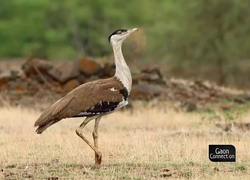 The Wildlife Institute of India (WII) estimates that 18 of these birds die each year due to collision with power lines, making power lines the most significant threat to these last remaining Great Indian bustards. Photo by arrangement