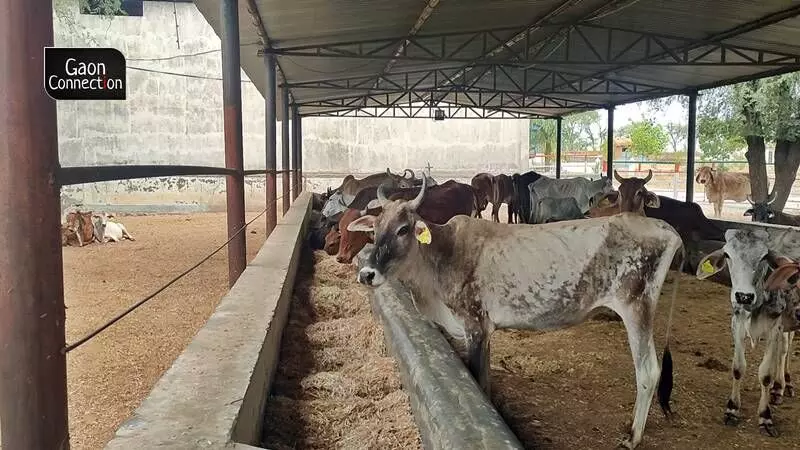Many cattle rearers told Gaon Connection on the condition of anonymity that they have no option but to gradually decrease the fodder intake of their animals resulting in their ultimate death from starvation. Many cattle rearers told Gaon Connection on the condition of anonymity that they have no option but to gradually decrease the fodder intake of their animals resulting in their ultimate death from starvation.