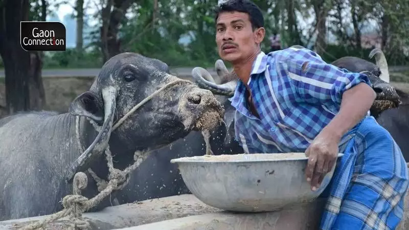 The cattle rearers in the state are at their wit's end as spiralling fodder prices, prolonged heat and water scarcity is forcing them to sell their cattle at throwaway prices. Some are even abandoning them. The cattle rearers in the state are at their wit's end as spiralling fodder prices, prolonged heat and water scarcity is forcing them to sell their cattle at throwaway prices. Some are even abandoning them.