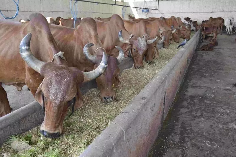 The lower production of wheat crop has single handedly been the biggest factor that has caused a shortage of fodder in the markets. The lower production of wheat crop has single handedly been the biggest factor that has caused a shortage of fodder in the markets.