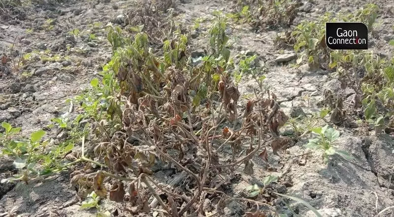 If the heatwave conditions are simulated in lab conditions, the oil content will increase. But out in the open, farmers are at a loss because heatwave conditions cannot be controlled and result in damage to the crops. Photo by Virendra Singh If the heatwave conditions are simulated in lab conditions, the oil content will increase. But out in the open, farmers are at a loss because heatwave conditions cannot be controlled and result in damage to the crops. Photo by Virendra Singh