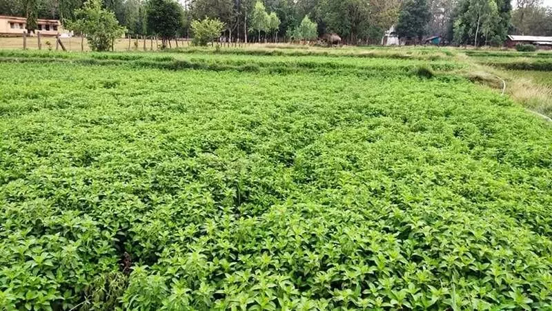 The farmers' decision to cultivate crops like watermelons instead of mentha had also resulted in the reduction of the acreage of mentha this year. The farmers' decision to cultivate crops like watermelons instead of mentha had also resulted in the reduction of the acreage of mentha this year.