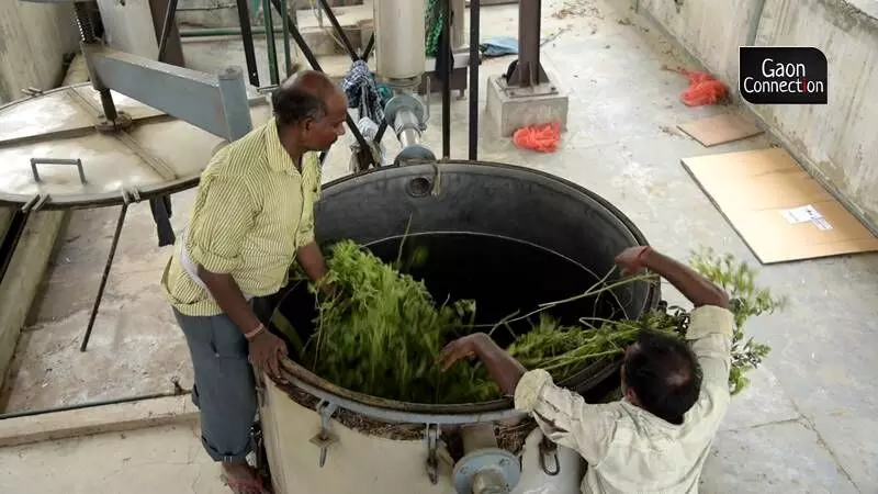 India is the leading exporter of Metha oil. Photo by Mohd. Salman India is the leading exporter of Metha oil. Photo by Mohd. Salman