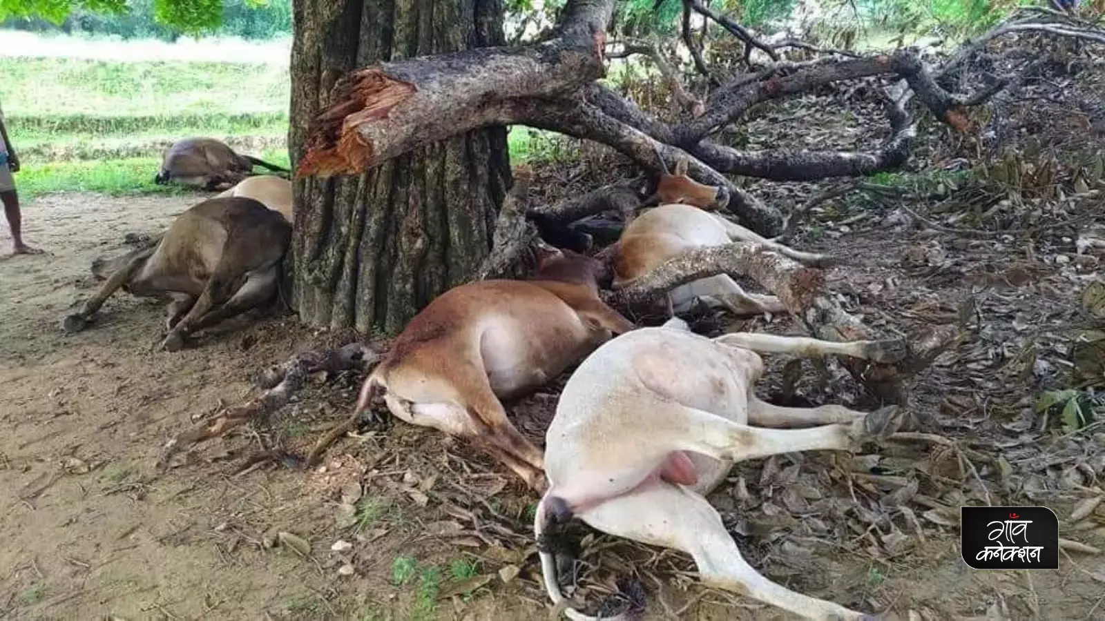 सुपौल जिले की मरौना पंचायत में बिजली गिरने से पशुओं की मौत हो गयी। फोटो: अनुज झा सुपौल जिले की मरौना पंचायत में बिजली गिरने से पशुओं की मौत हो गयी। फोटो: अनुज झा