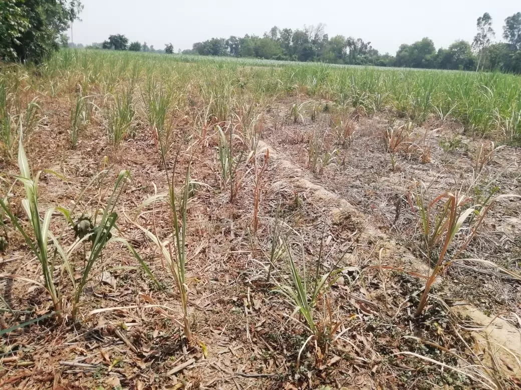 Farmers have sown their paddy saplings which are drying up. All hopes are placed on rainfall within a week's time. Photo by Ramji Mishra Farmers have sown their paddy saplings which are drying up. All hopes are placed on rainfall within a week's time. Photo by Ramji Mishra