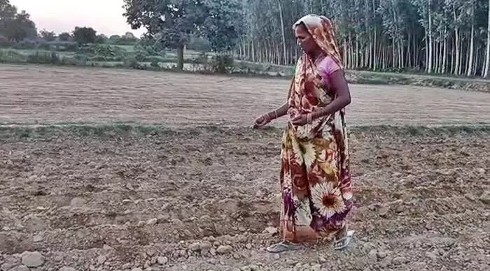 Many farmers remain in ignorance of the direct seeding technique to save their crop and reduce their losses. For them, it is all eyes to the sky. Photo by Ramji Mishra Many farmers remain in ignorance of the direct seeding technique to save their crop and reduce their losses. For them, it is all eyes to the sky. Photo by Ramji Mishra